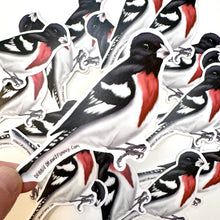 Load image into Gallery viewer, Rose Breasted Grosbeak Sticker - Bird Nerd Stickers