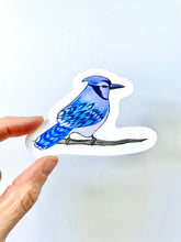 Load image into Gallery viewer, Blue Jay Sticker - Bird Nerd Stickers