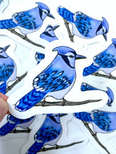 Load image into Gallery viewer, Blue Jay Sticker - Bird Nerd Stickers