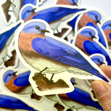 Load image into Gallery viewer, Eastern Bluebird Sticker - Bird Nerd Stickers
