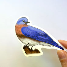 Load image into Gallery viewer, Eastern Bluebird Sticker - Bird Nerd Stickers
