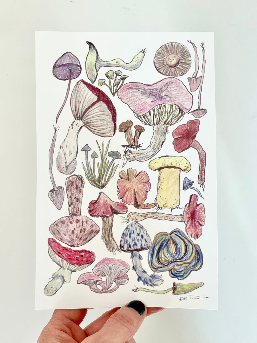 Mushroom Study - 5 x 7 Art Print